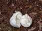 Pikkelyes pöfeteg (Lycoperdon utriforme), Budai-hegység